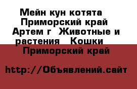 Мейн кун котята! - Приморский край, Артем г. Животные и растения » Кошки   . Приморский край